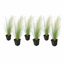 Bild 1 von ROOTZ PLANTS zartes Federgras Stipa tenuifolia Topfgröße Ø 9cm 6 Pflanzen