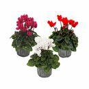 Bild 1 von ROOTZ PLANTS Zyklamen ca. 10-20cm 3er-Set