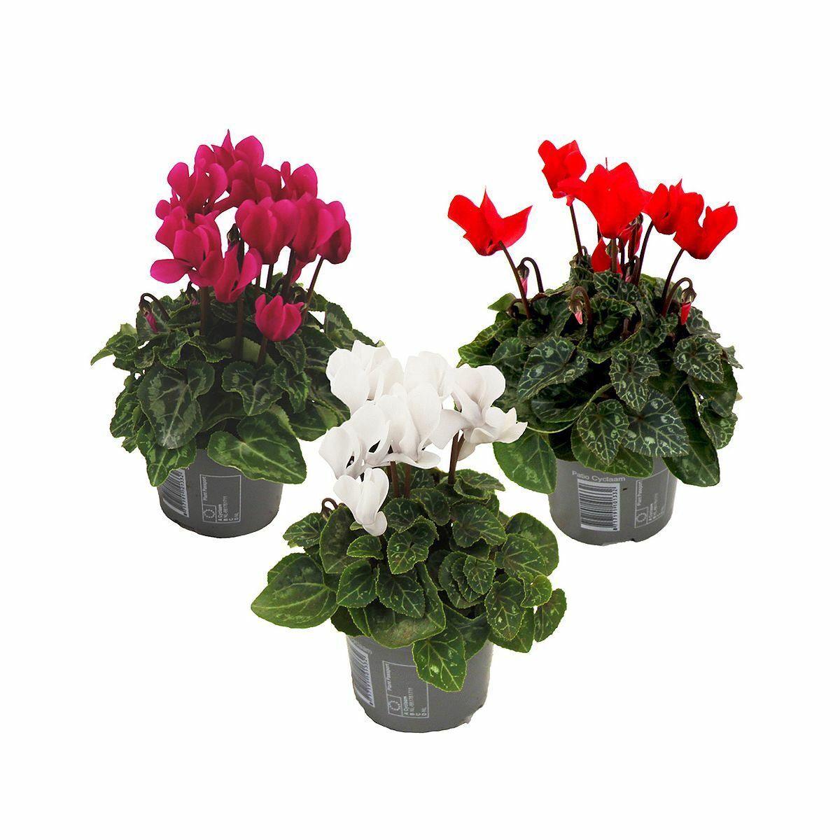 Bild 1 von ROOTZ PLANTS Zyklamen ca. 10-20cm 3er-Set