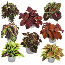 Bild 1 von ROOTZ PLANTS Coleus Brennnessel 3 Stück Topf Ø 13cm Höhe ca. 25-40cm