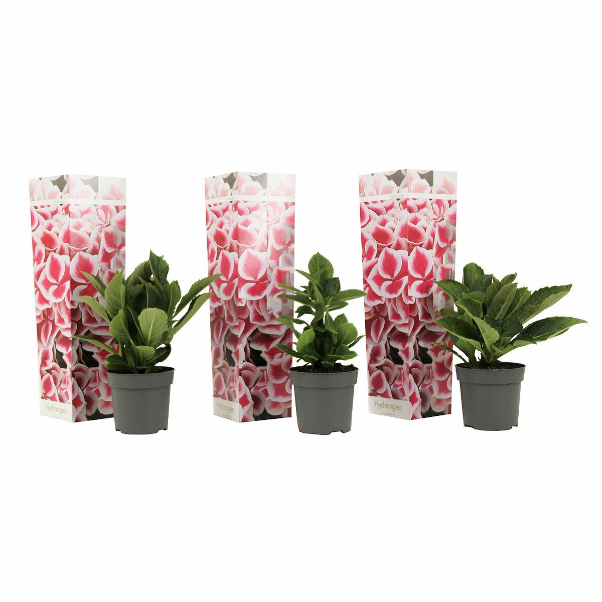 Bild 1 von ROOTZ PLANTS pinke Hortensien Topfgröße Ø 9cm 3 Pflanzen