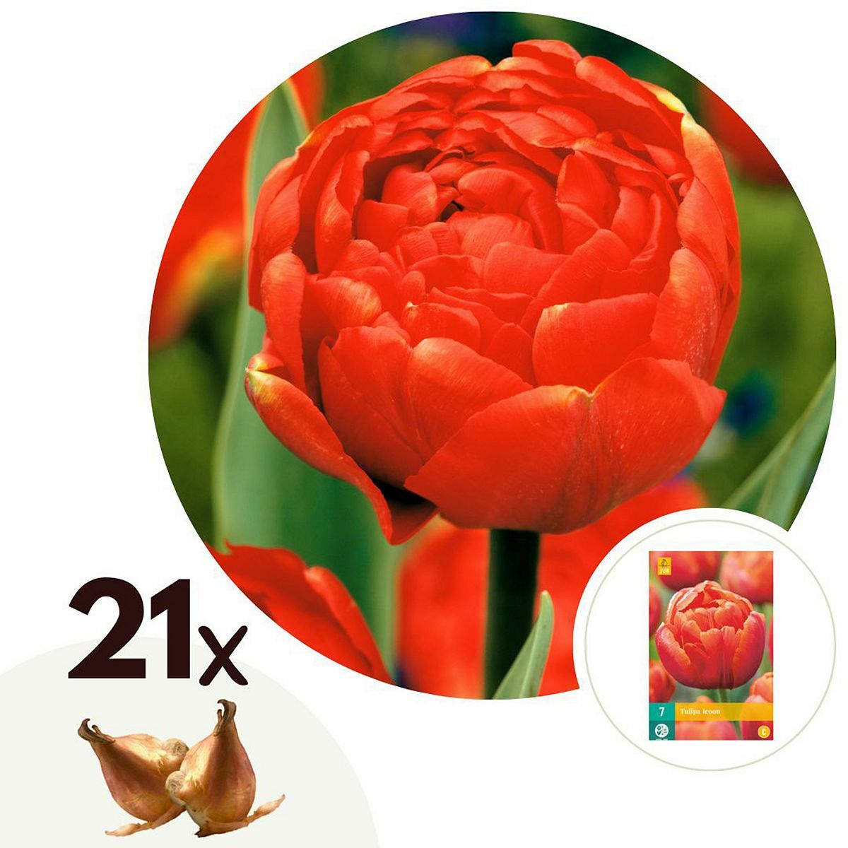 Bild 1 von ROOTZ PLANTS Blumenzwiebeln Tulpen Icoon 21 Zwiebeln