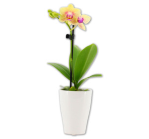 Mini-Orchideen*
