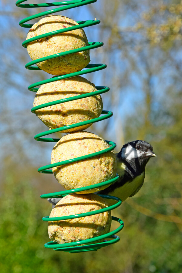 Bild 4 von dobar Meisenknödel 100 Stück a 90g Tierfutter Vogelfutter