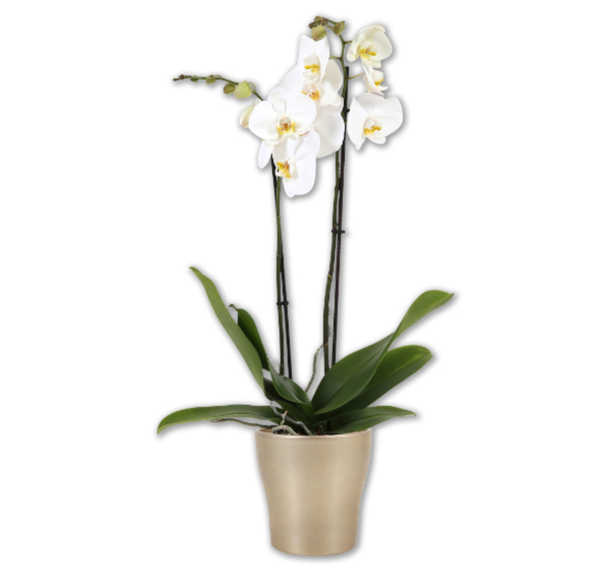 Bild 1 von Orchideen*