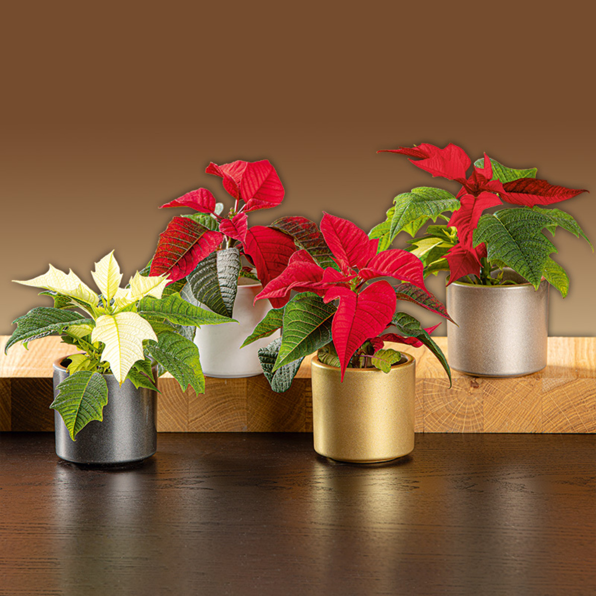 Bild 1 von Mini-Weihnachtsstern