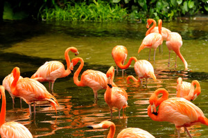 Papermoon Fototapete "Pink Flamingos"