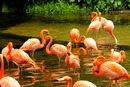 Bild 1 von Papermoon Fototapete "Pink Flamingos"