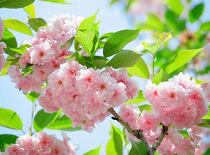 Papermoon Fototapete "Sakury Cherry Blossom"
