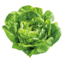 Bild 1 von Belgien
Kopfsalat