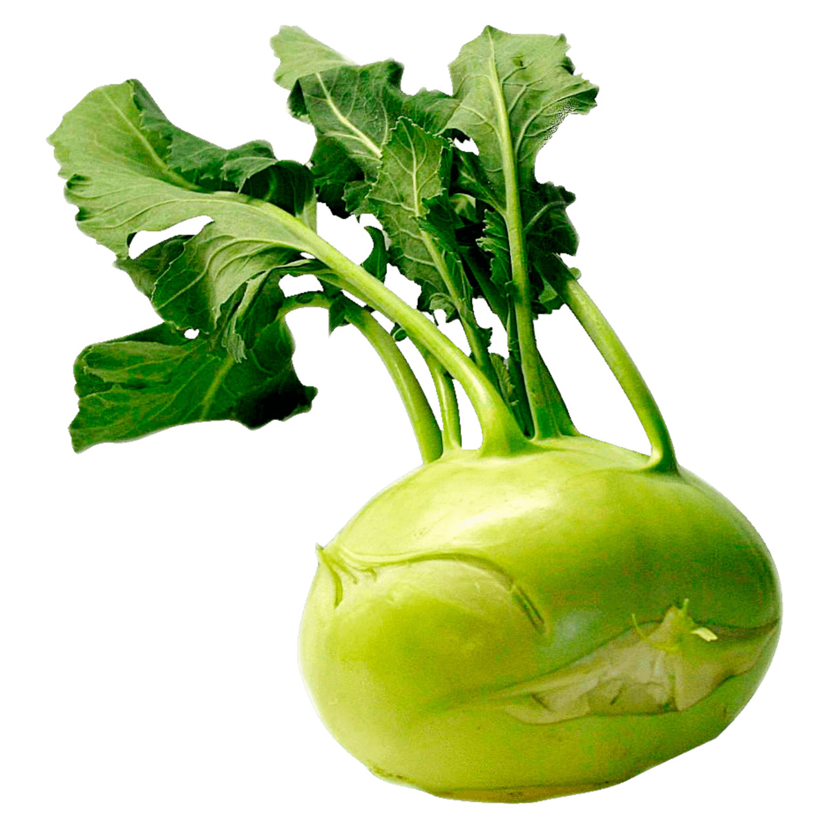 Bild 1 von Bio Kohlrabi 1 Stück