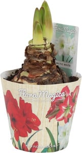 Ritterstern Amaryllis Hippeastrum mit Potcover