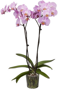 Orchidee Phalaenopsis 2 Trieber 55 cm hoch, im 12 cm Topf