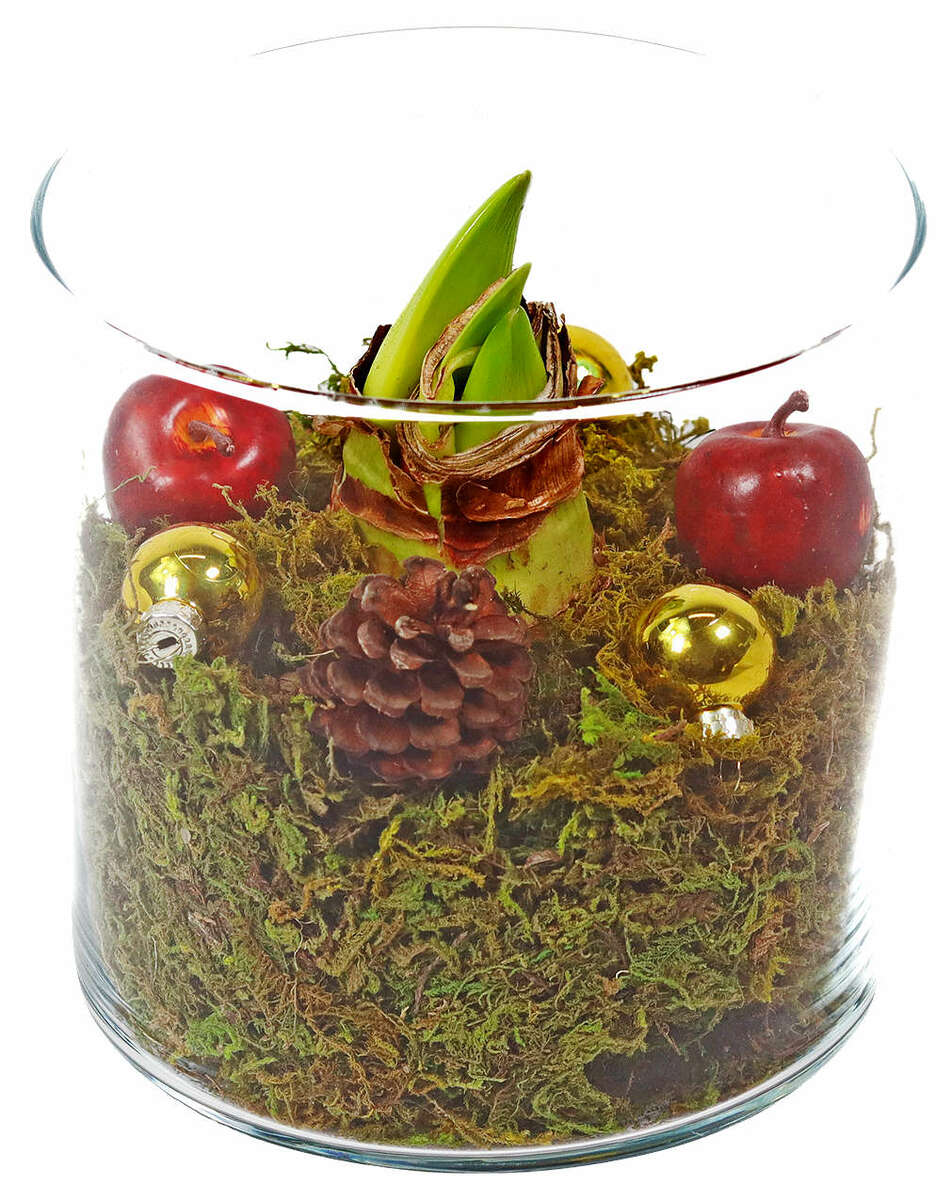 Bild 1 von Amaryllis