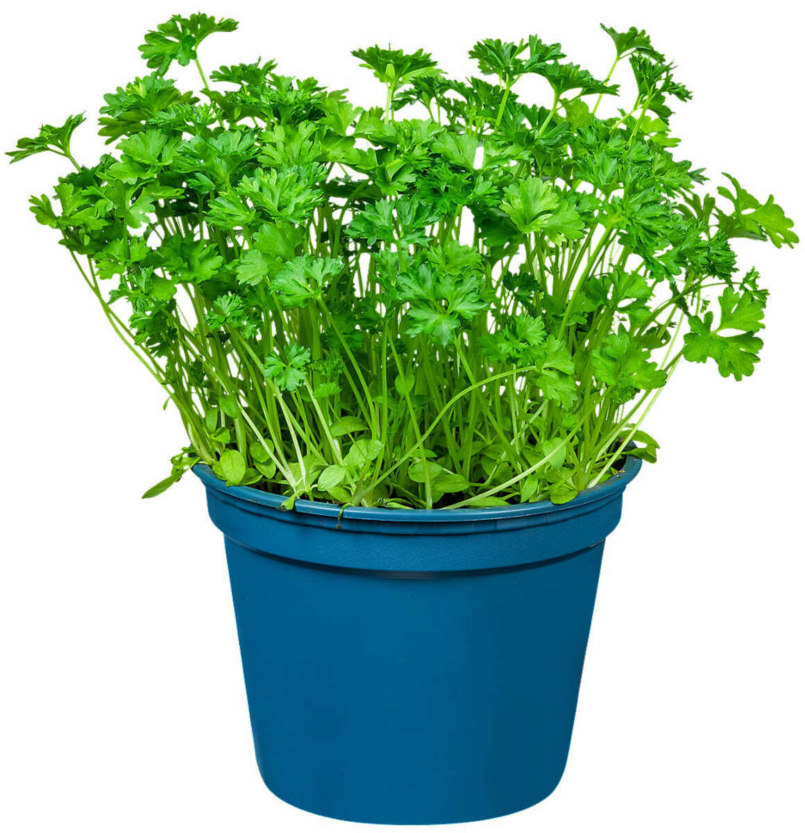 Bild 1 von Bioland dtsch. Bio-Kräutertopf