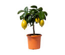 Bild 1 von Zitronenbaum
