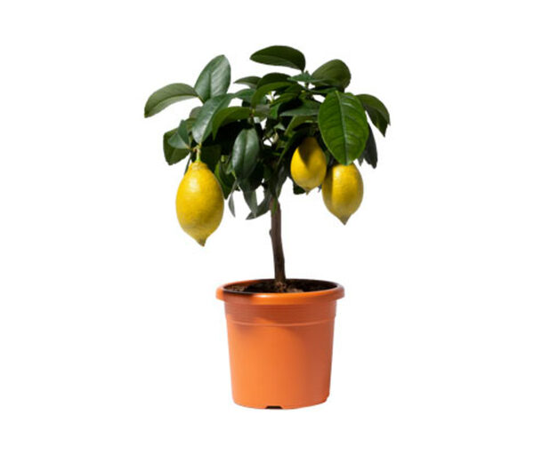 Bild 1 von Zitronenbaum
