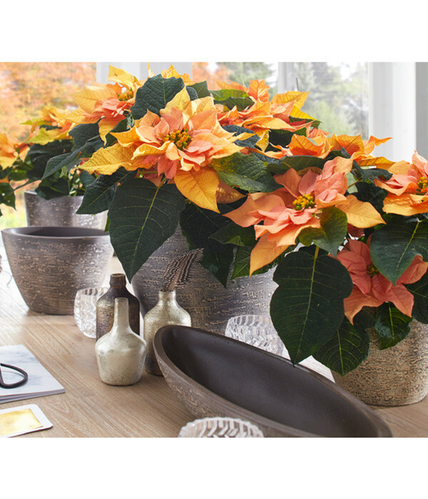 Bild 3 von Dehner Keramik-Jardiniere Kenia, oval, braun