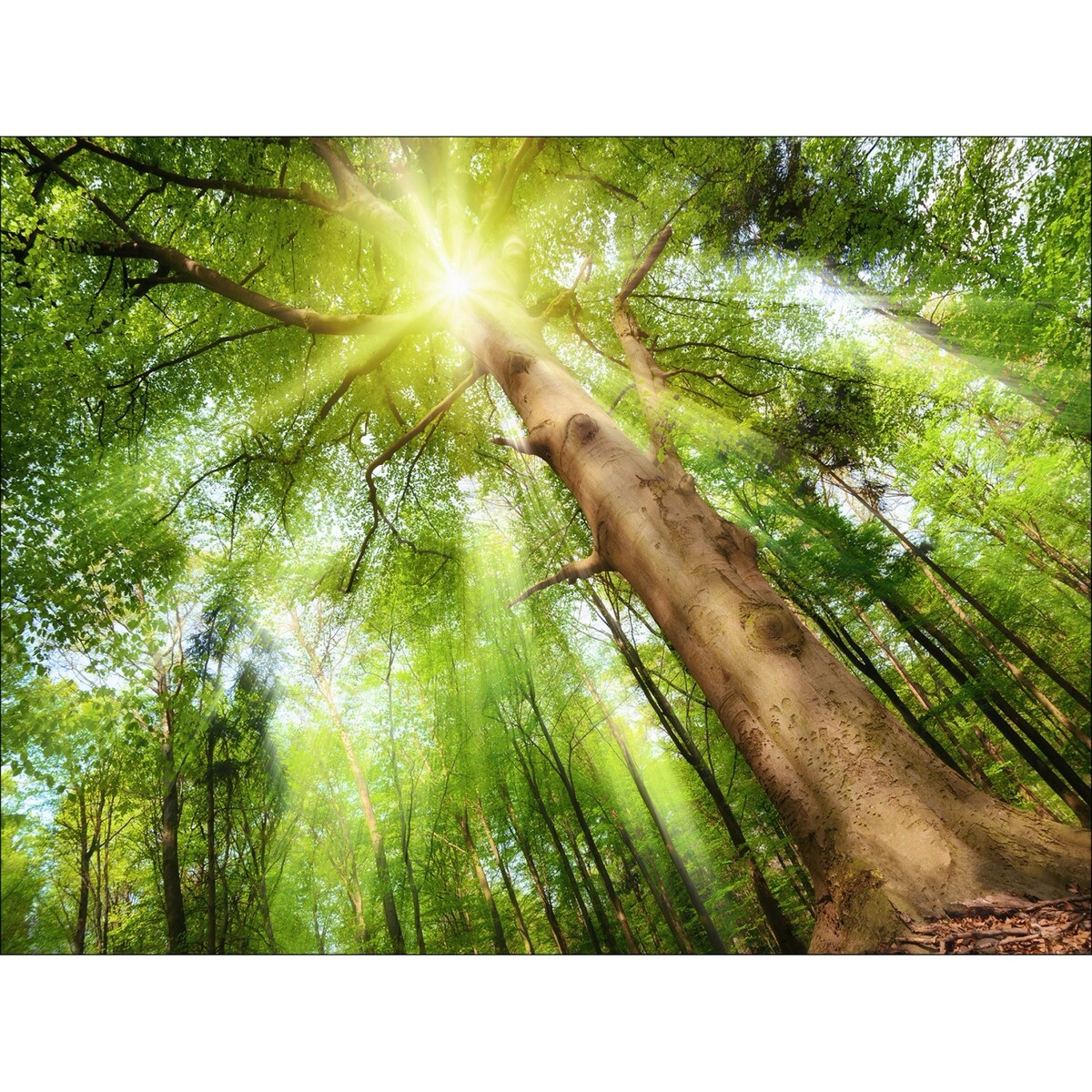 Bild 1 von Kunstleinwand auf Keilrahmen 60 cm x 80 cm