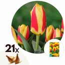 Bild 1 von ROOTZ PLANTS Blumenzwiebeln Tulpen Stresa 21 Zwiebeln