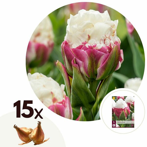 Bild 1 von ROOTZ PLANTS Blumenzwiebeln Tulpen Ice Cream 15 Zwiebeln