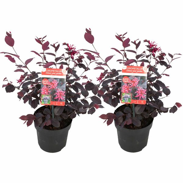 Bild 1 von ROOTZ PLANTS Riemenblüten Loropetalum Topfgröße Ø 13cm 2 Pflanzen