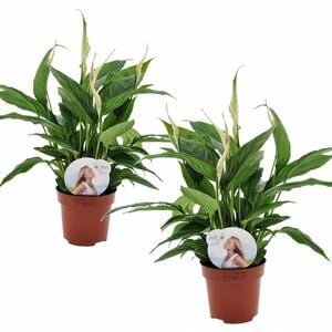 ROOTZ PLANTS Spathiphyllum Torelli Friedenslilie 2er-Set ca. 30-45cm
