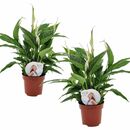 Bild 1 von ROOTZ PLANTS Spathiphyllum Torelli Friedenslilie 2er-Set ca. 30-45cm