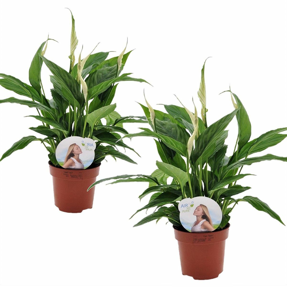 Bild 1 von ROOTZ PLANTS Spathiphyllum Torelli Friedenslilie 2er-Set ca. 30-45cm