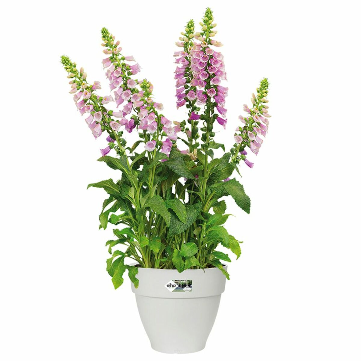 Bild 1 von Deuba® Blumentopf Weiß 20x17cm 3,2L