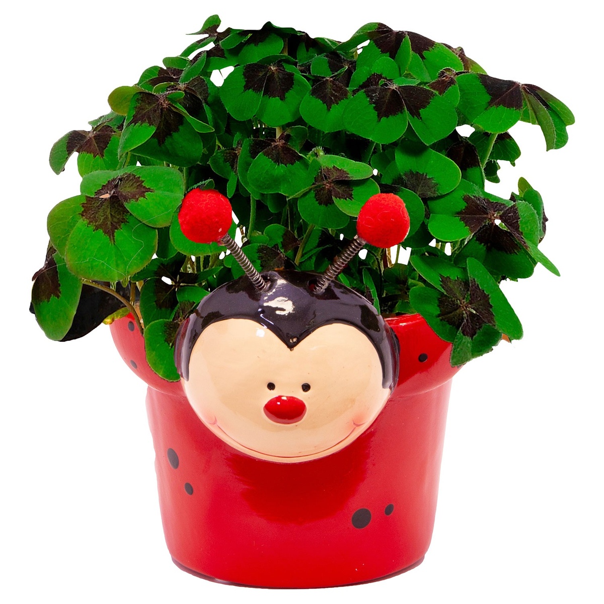 Bild 2 von GARDENLINE Glücksklee