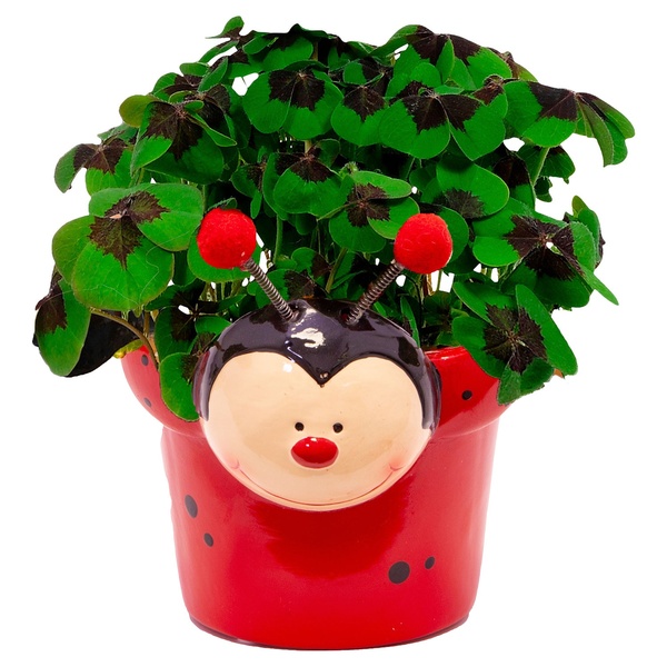 Bild 2 von GARDENLINE Glücksklee