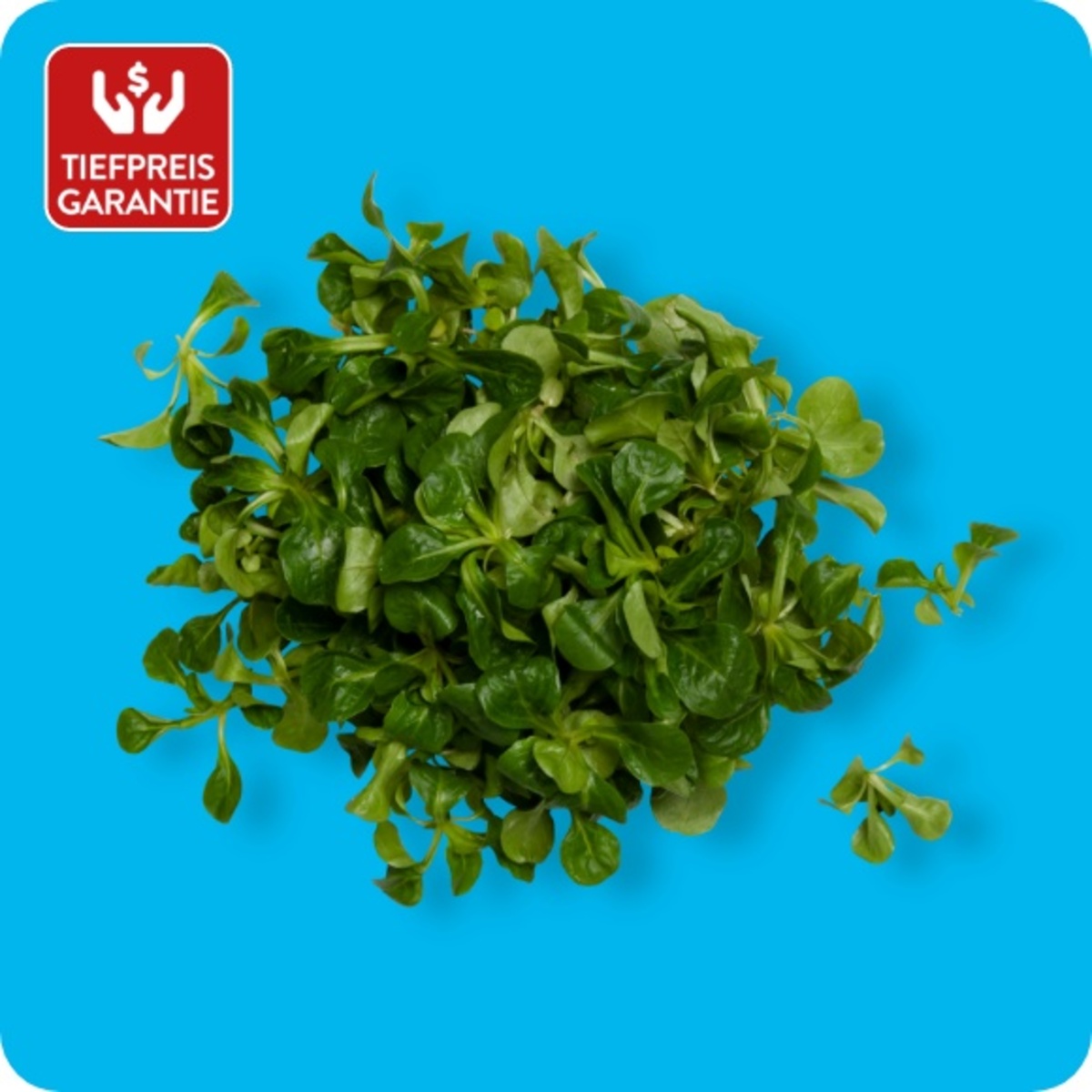 Bild 1 von Feldsalat