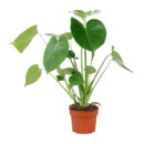 Bild 3 von GARDENLINE Premium Grünpflanzen