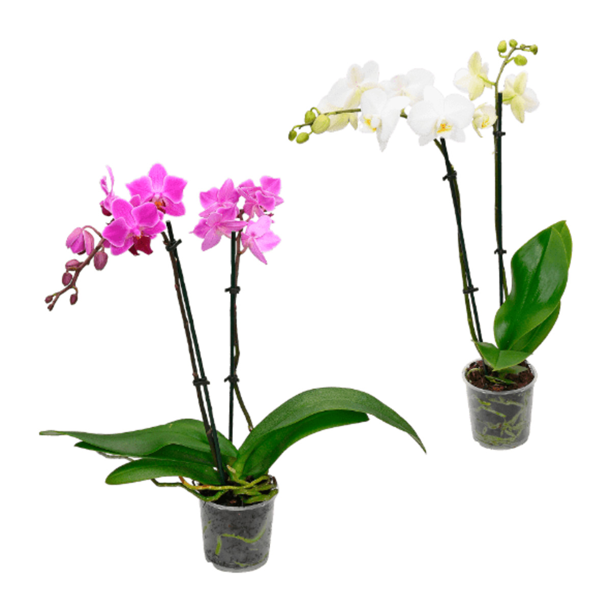 Bild 1 von GARDENLINE Phalaenopsis