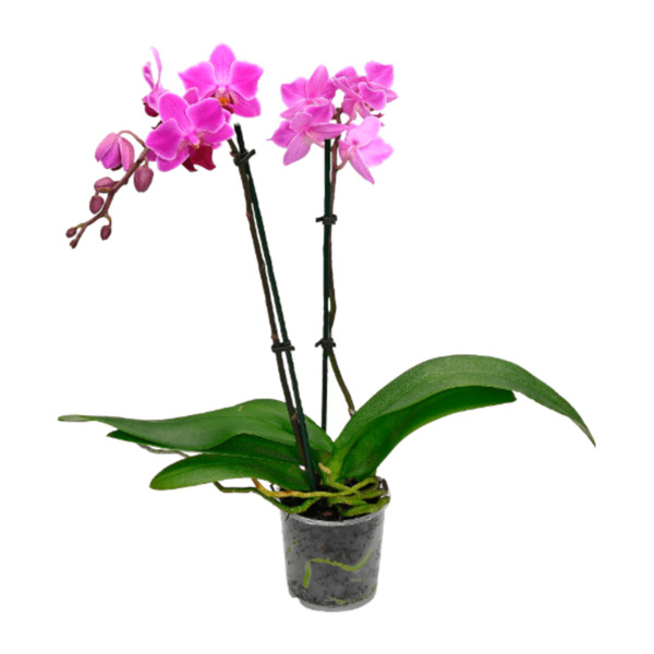 Bild 2 von GARDENLINE Phalaenopsis