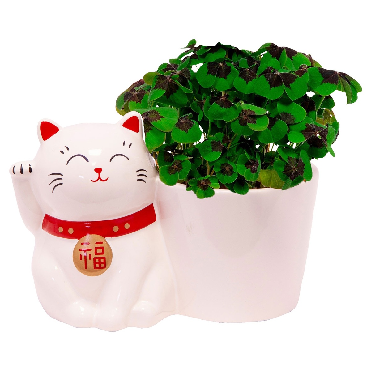 Bild 1 von GARDENLINE Glücksklee