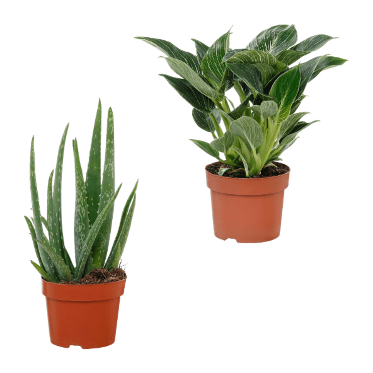 Bild 1 von GARDENLINE Premium Grünpflanzen