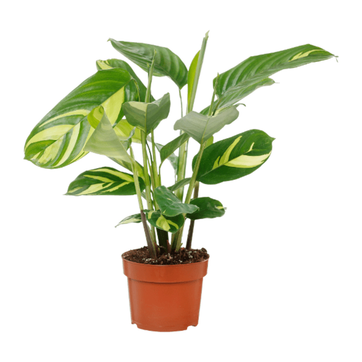 Bild 2 von GARDENLINE Premium Grünpflanzen