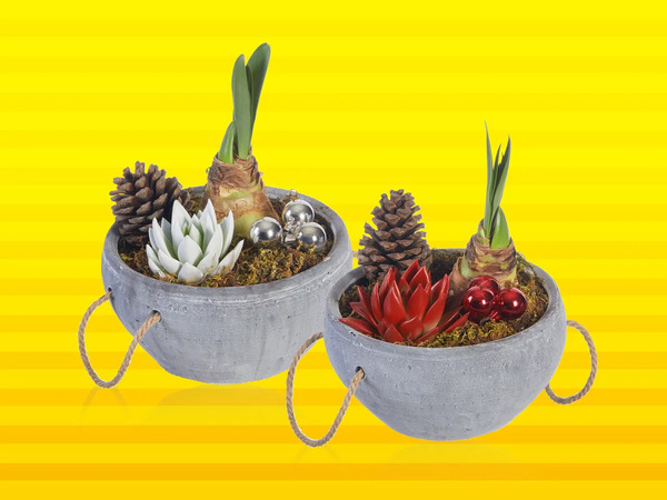 Amaryllis im Steinguttopf, Topf von Lidl ansehen!