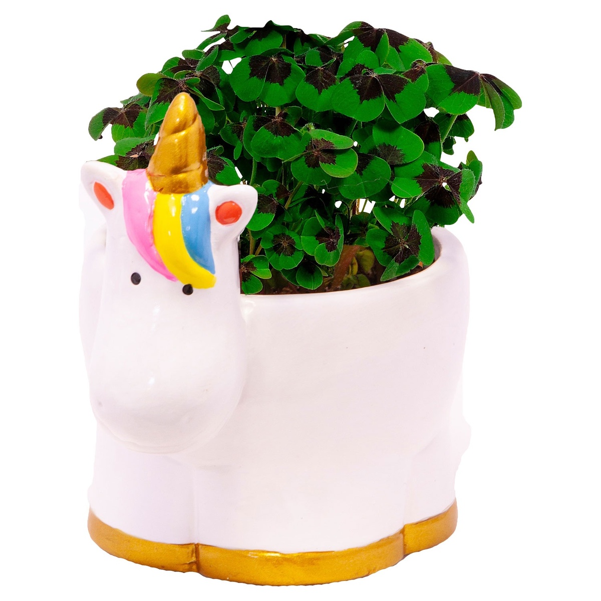 Bild 3 von GARDENLINE Glücksklee