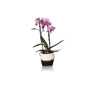 Orchidee Phalaenopsis Multiflora 2 Trieber im Trendy Keramiktopf 12 cm Topf