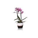 Bild 1 von Orchidee Phalaenopsis Multiflora 2 Trieber im Trendy Keramiktopf 12 cm Topf