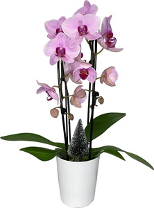 Orchidee Phalaenopsis im Keramiktopf 12 cm Topf H ca. 40-50 cm