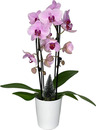 Bild 1 von Orchidee Phalaenopsis im Keramiktopf 12 cm Topf H ca. 40-50 cm