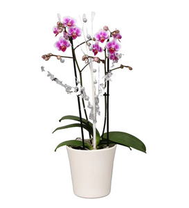 Orchidee Phalaenopsis Multiflora 2 Trieber im Keramiktopf 12 cm Topf