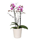 Bild 1 von Orchidee Phalaenopsis Multiflora 2 Trieber im Keramiktopf 12 cm Topf