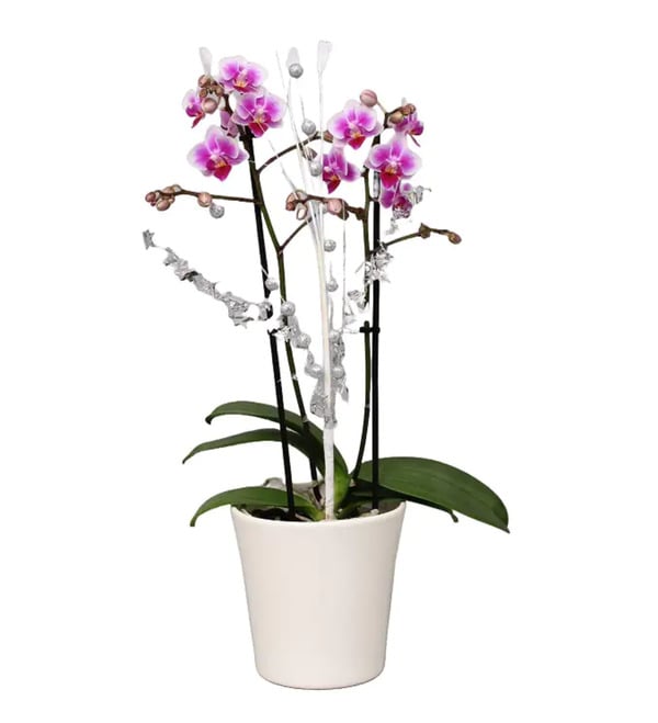 Bild 1 von Orchidee Phalaenopsis Multiflora 2 Trieber im Keramiktopf 12 cm Topf