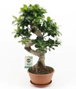 Bild 1 von Ficus Ginseng Bonsai 22 cm Topf