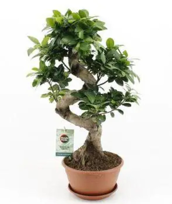Ficus Ginseng Bonsai 22 cm Topf von Globus Baumarkt ansehen!